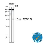 Phospho-SHP2 (Tyr542) Antibody in Western Blot (WB)