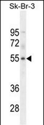 WDR21B Antibody in Western Blot (WB)