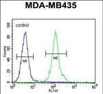 OR2L13 Antibody in Flow Cytometry (Flow)