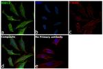 RAB12 Antibody in Immunocytochemistry (ICC/IF)