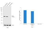 RAB12 Antibody in Western Blot (WB)