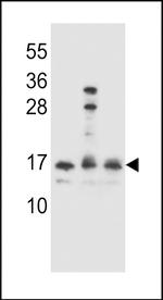 HOPX Antibody in Western Blot (WB)