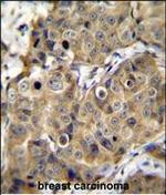 TMEM100 Antibody in Immunohistochemistry (Paraffin) (IHC (P))