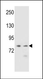 PCDHA9 Antibody in Western Blot (WB)