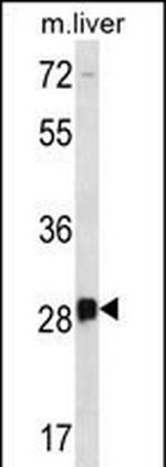 DRGX Antibody in Western Blot (WB)