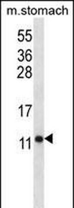 ATP5J Antibody in Western Blot (WB)