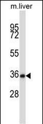 NEK6 Antibody in Western Blot (WB)