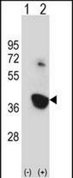 NEK6 Antibody in Western Blot (WB)