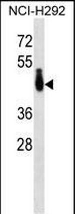 PABPC4L Antibody in Western Blot (WB)