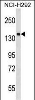 PTPN23 Antibody in Western Blot (WB)