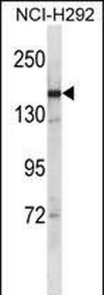 SYCP2 Antibody in Western Blot (WB)