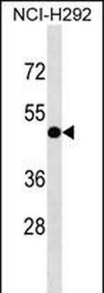 INTS4L1 Antibody in Western Blot (WB)