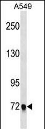 EPB41L5 Antibody in Western Blot (WB)