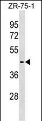 SLC30A10 Antibody in Western Blot (WB)