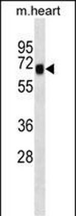 SHC4 Antibody in Western Blot (WB)