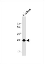 PRSSL1 Antibody in Western Blot (WB)