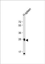 PRSSL1 Antibody in Western Blot (WB)