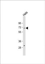 TAF1B Antibody in Western Blot (WB)