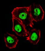 CTR9 Antibody in Immunocytochemistry (ICC/IF)