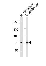 LEO1 Antibody in Western Blot (WB)