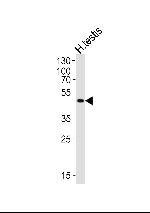 LIPI Antibody in Western Blot (WB)