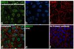 Nkx2.5 Antibody in Immunocytochemistry (ICC/IF)