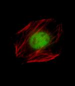 Nkx2.5 Antibody in Immunocytochemistry (ICC/IF)