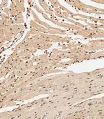 Nkx2.5 Antibody in Immunohistochemistry (Paraffin) (IHC (P))