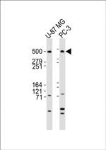 DYNC1H1 Antibody in Western Blot (WB)