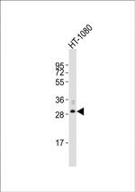 FBXO45 Antibody in Western Blot (WB)