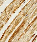 Adenylate Kinase 2 Antibody in Immunohistochemistry (Paraffin) (IHC (P))