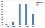 Histone H3 Antibody