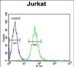 BCKDHA Antibody in Flow Cytometry (Flow)