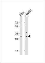 CTHRC1 Antibody in Western Blot (WB)