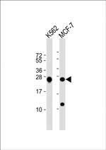 PSMB1 Antibody in Western Blot (WB)