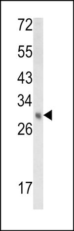 EBP Antibody in Western Blot (WB)