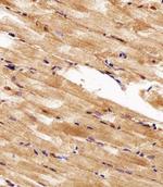 HSP90 alpha Antibody in Immunohistochemistry (Paraffin) (IHC (P))