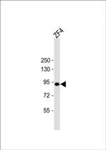 HSP90 alpha Antibody in Western Blot (WB)