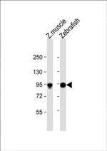 HSP90 alpha Antibody in Western Blot (WB)