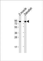 HSP90 alpha Antibody in Western Blot (WB)