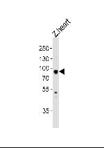 HSP90 alpha Antibody in Western Blot (WB)