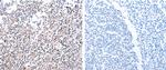 PDCD10 Antibody in Immunohistochemistry (Paraffin) (IHC (P))