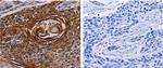 KGF Antibody in Immunohistochemistry (Paraffin) (IHC (P))