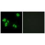 TNFAIP8 Antibody in Immunocytochemistry (ICC/IF)