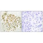 MZF1 Antibody in Immunohistochemistry (Paraffin) (IHC (P))