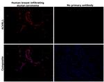 ACVRL1 Antibody in Immunohistochemistry (Paraffin) (IHC (P))