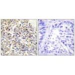 PYCARD Antibody in Immunohistochemistry (Paraffin) (IHC (P))