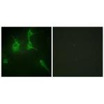 COL9A3 Antibody in Immunocytochemistry (ICC/IF)