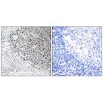 COL9A3 Antibody in Immunohistochemistry (Paraffin) (IHC (P))