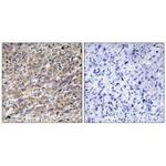 COX17 Antibody in Immunohistochemistry (Paraffin) (IHC (P))